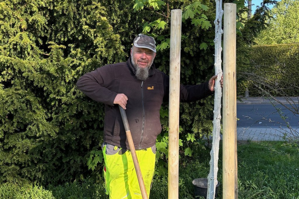 Mitarbeiter  Bau- und Betriebshof der Stadtwerke Friedrichsdorf bei der Fertigstellung einer Baumpflanzung  