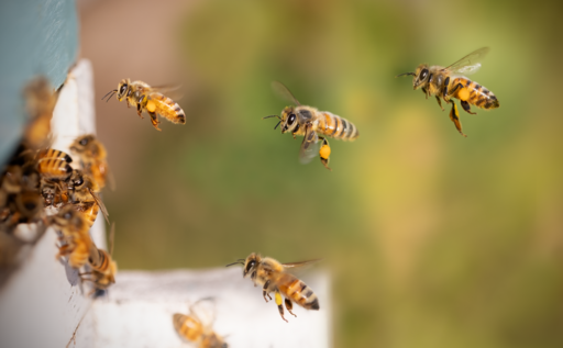 Bienen, Honigbienen, Fliegende Bienen