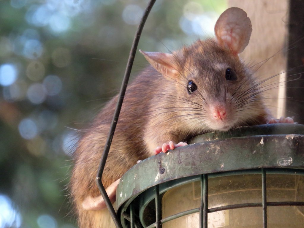 Zu sehen ist eine Ratte, die Nahrung an einer Vogelfutterstation sucht