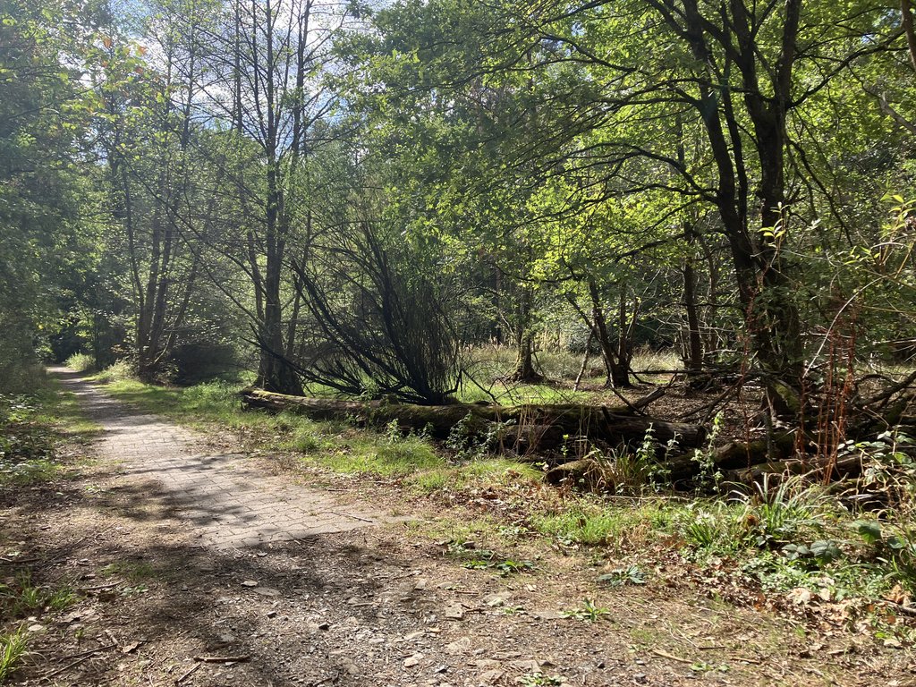 Verlandetes Feuchtbiotop mit Baumbewuchs und gemauerten Überlauf.