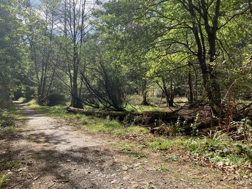 Verlandetes Feuchtbiotop mit Baumbewuchs und gemauerten Überlauf.