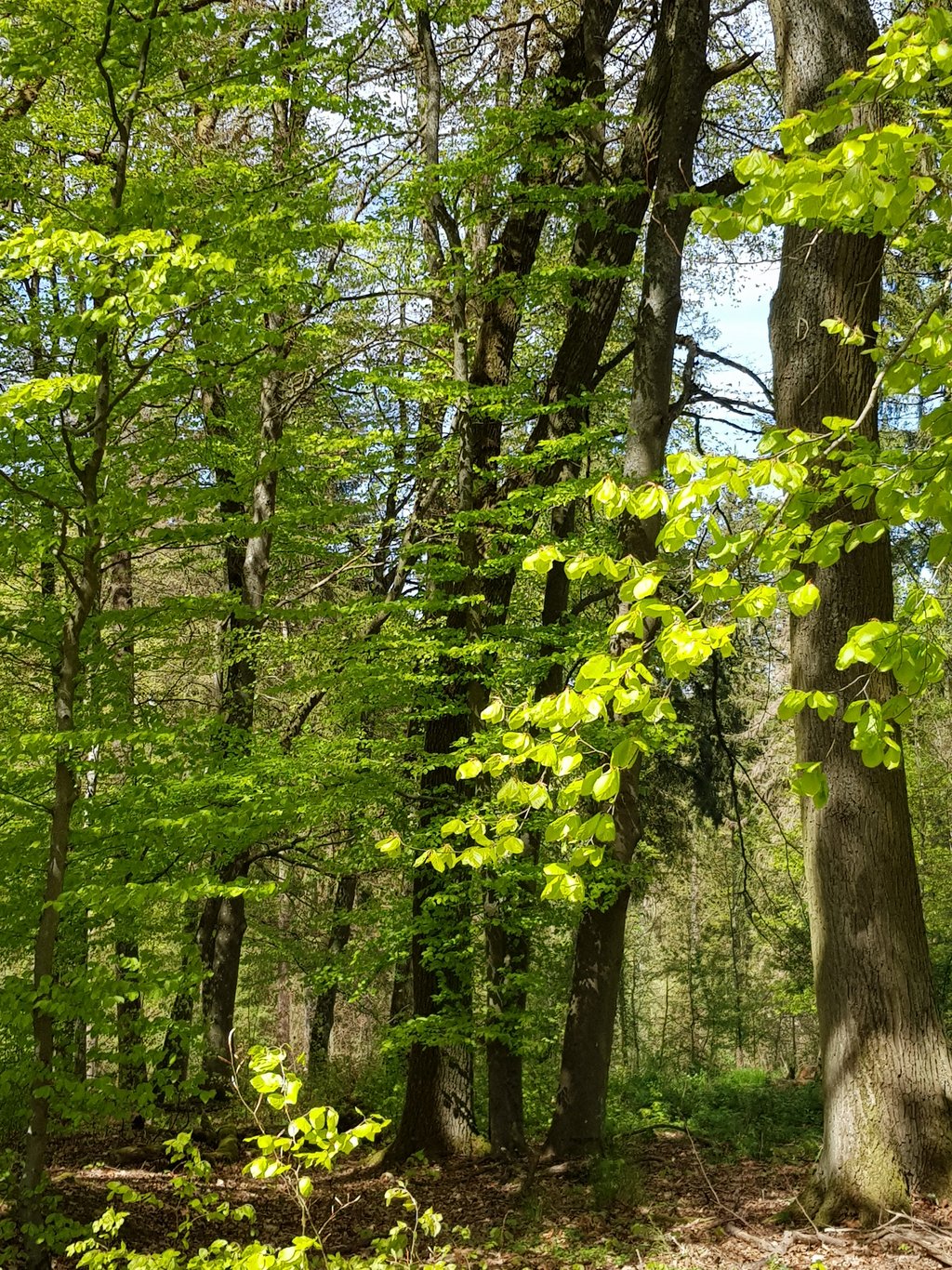 Auf dem Bild Laubbäume mit frischem Grün zu sehen