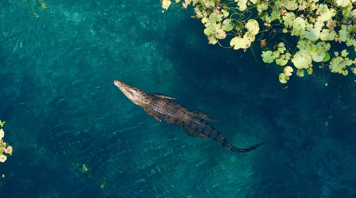 Ein Krokodil schwimmt im Wasser
