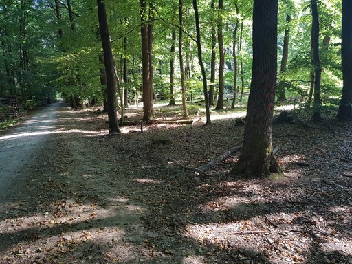 Auf dem Bild ist ein Friedrichsdorfer Buchenwald zu sehen.