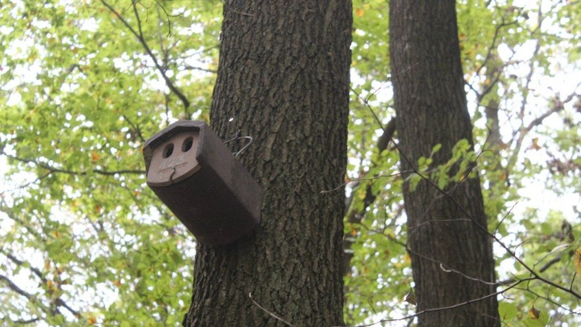 Auf der Darstellung ist ein Nistkasten im Dillinger Wald zu sehen, der als Teil von Ausgleichsmaßnahmen für die Ökosiedlung angebracht wurde.
