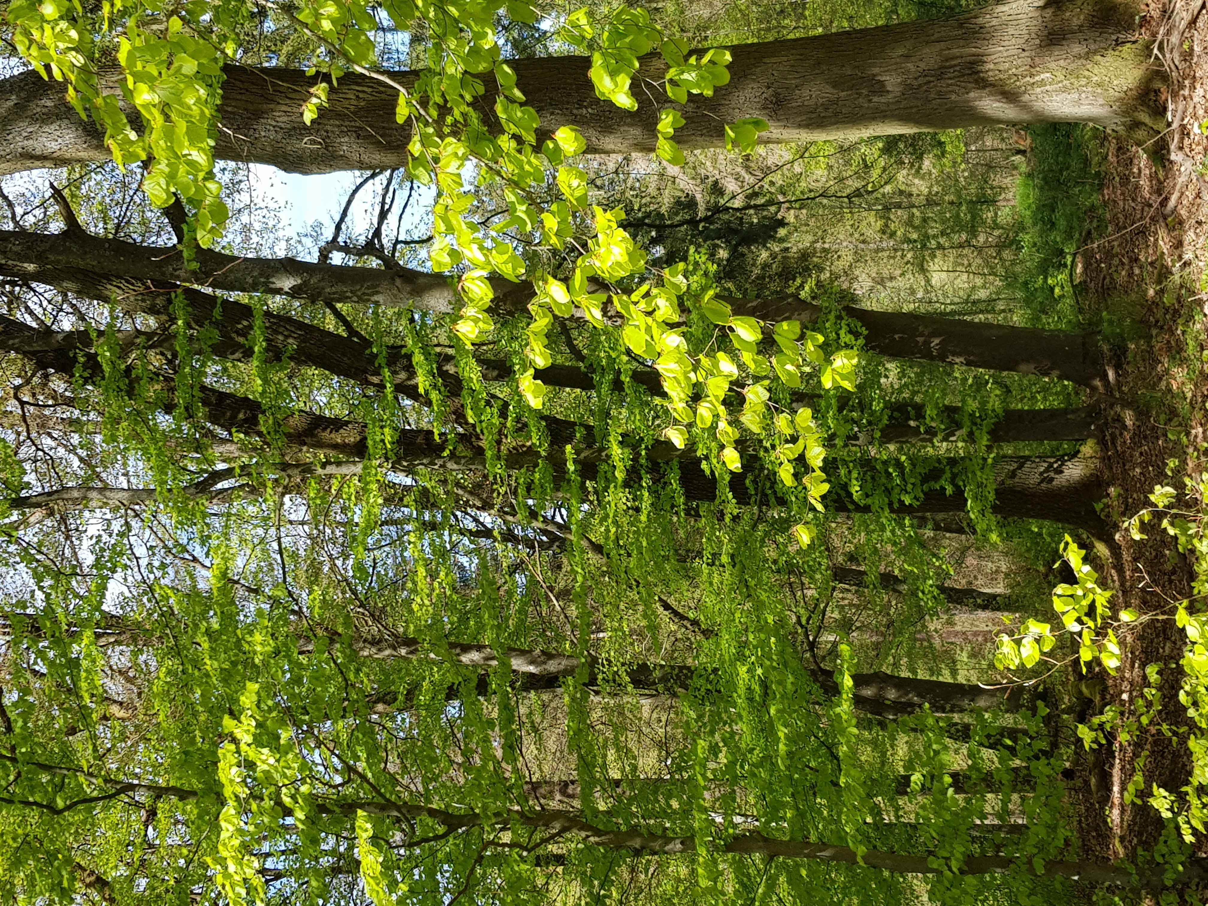 Auf dem Bild Laubbäume mit frischem Grün zu sehen