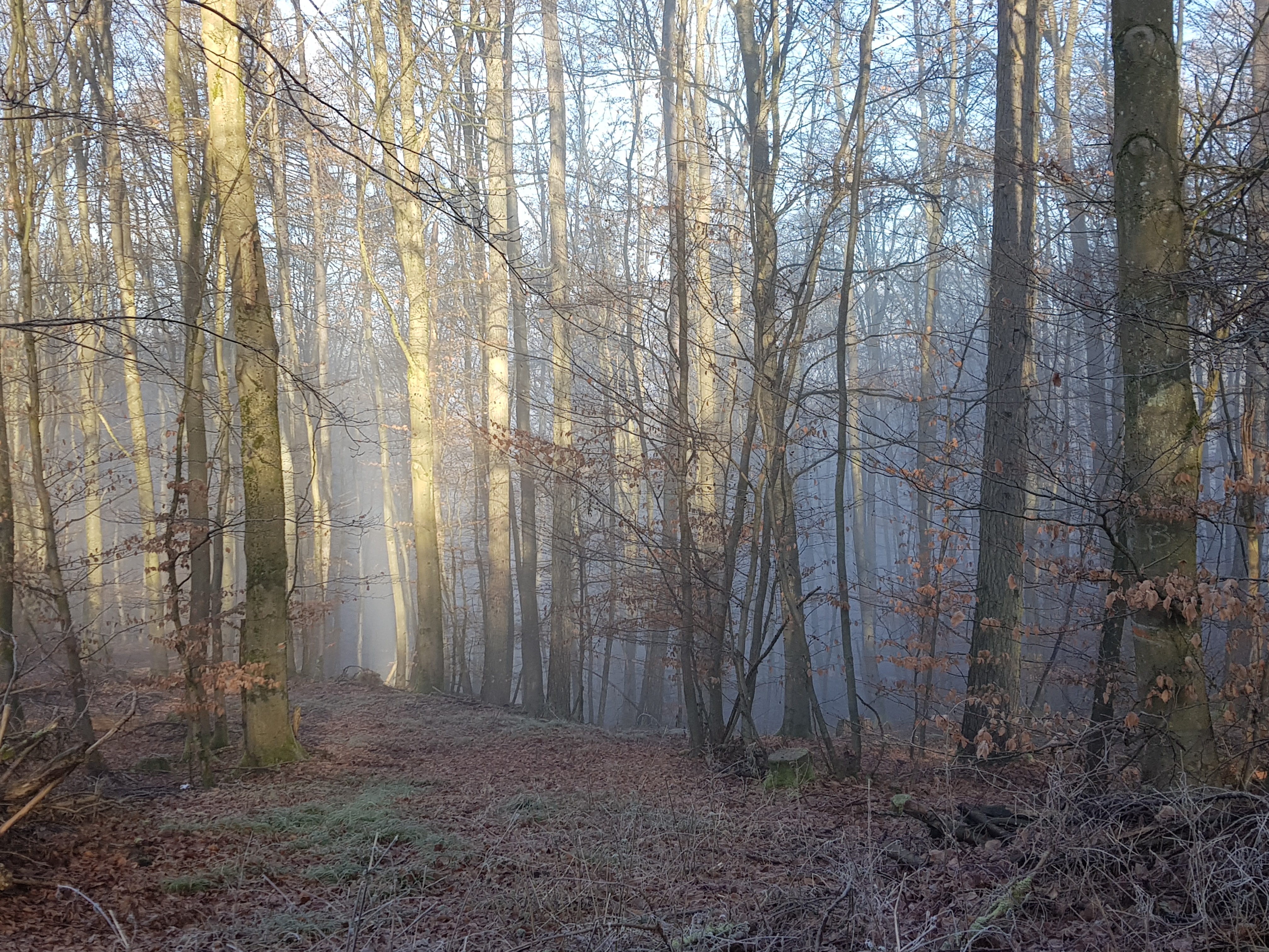 Auf dem Bild sind die kahlen Bäume eines winterlichen Waldes zu sehen.